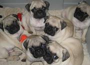 Cute Pugs puppies for Re-homing